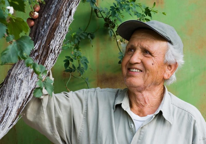 Tree Care Kelowna Tree Care Services Tree Arborists