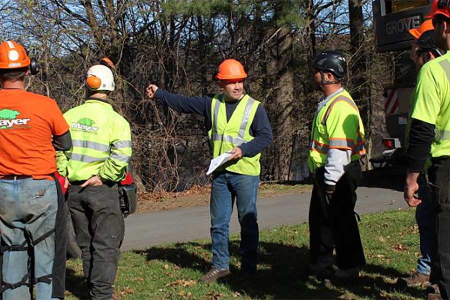 Tree Care Safety FAQs Tree Care Tips