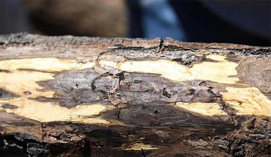 Thousand Cankers Disease detected in Chester County Pennsylvania trees