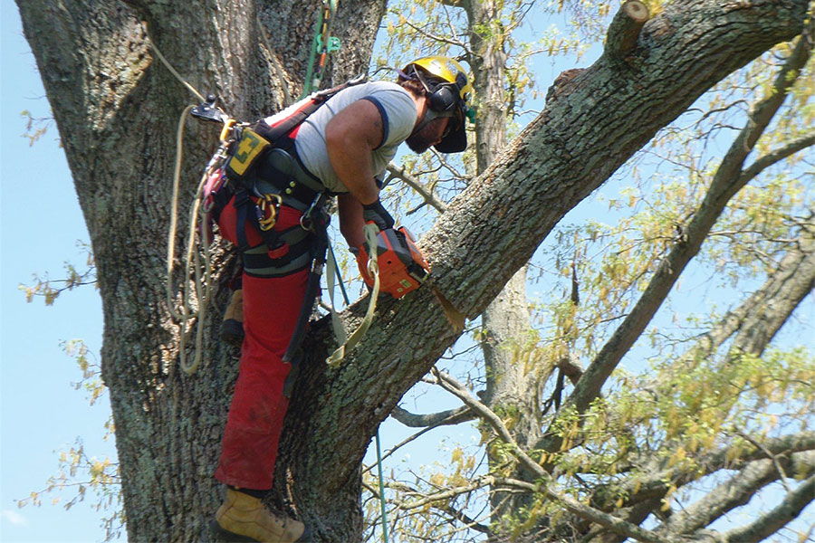 Why is DoitYourself Tree Care Dangerous? Tree Care Tips