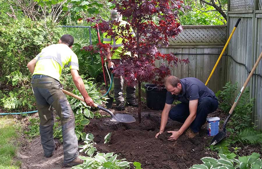 Daily Tree Planting Care Tree Care Tips