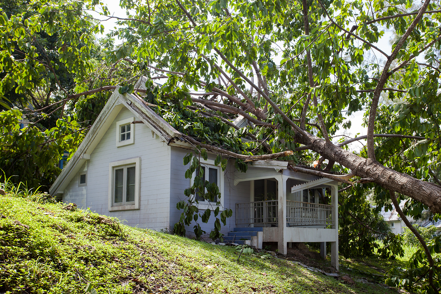 Before You Cut Your Neighbor’s Tree Tree Care Tips
