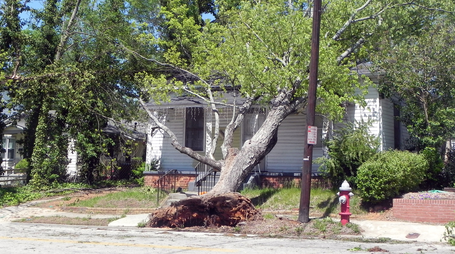 When Will My Tree Fall on My House? Tree Care Tips