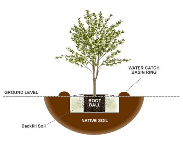 Pecan Tree Root System: Growth, Depth, and Care Tips