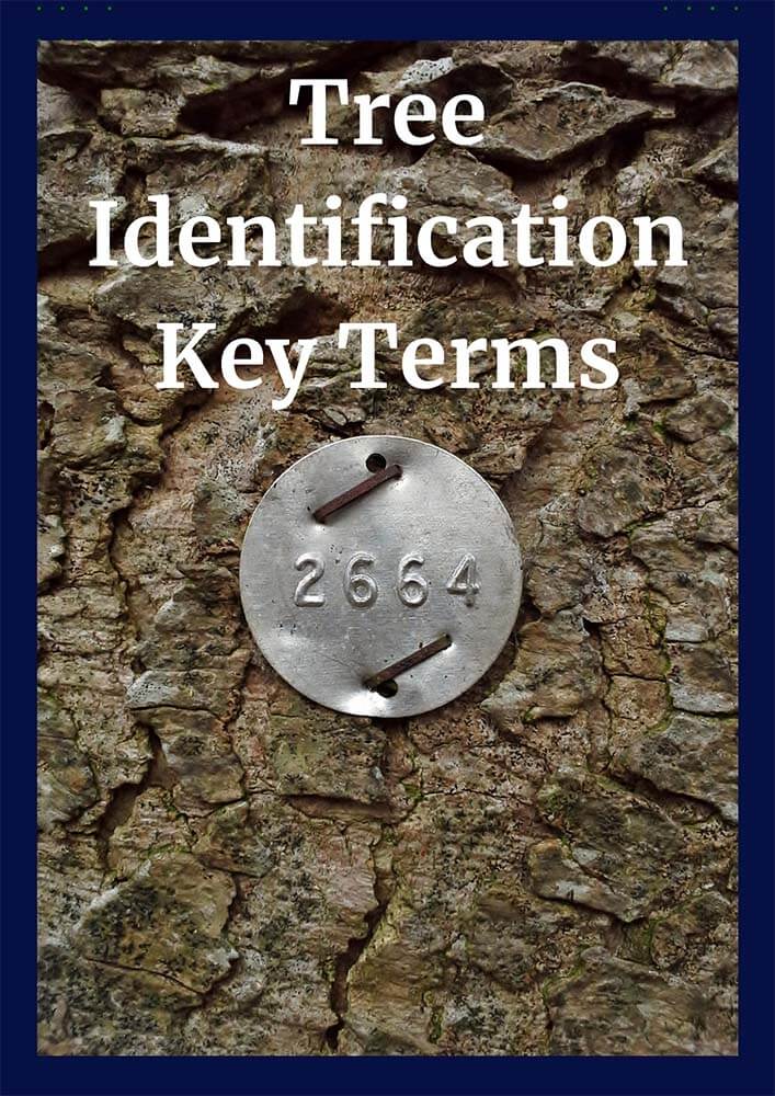 Tree Identification CEU Tree Check Up LLC.