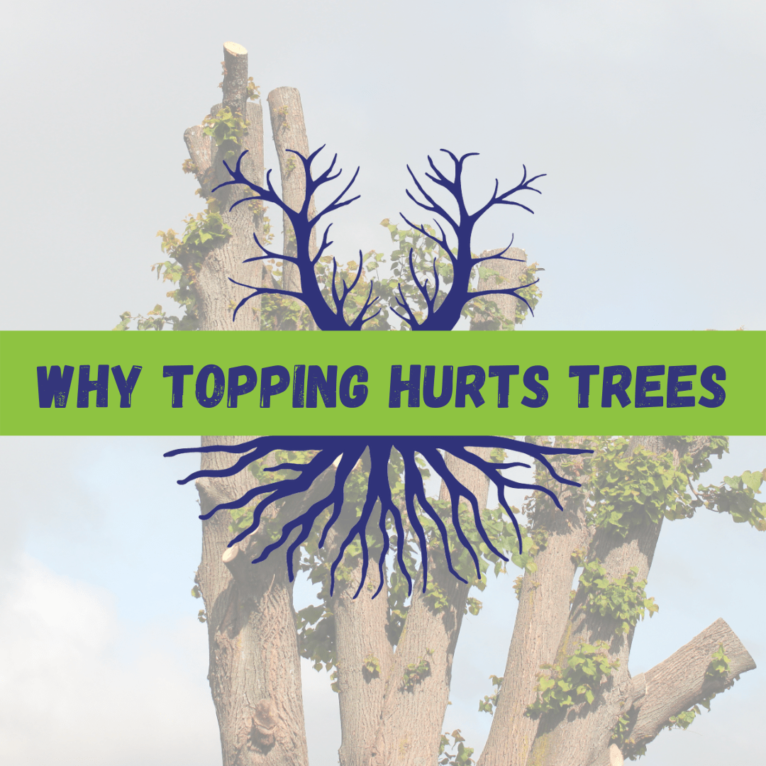 Why Topping Hurts Trees Tree Climbers Tree Services