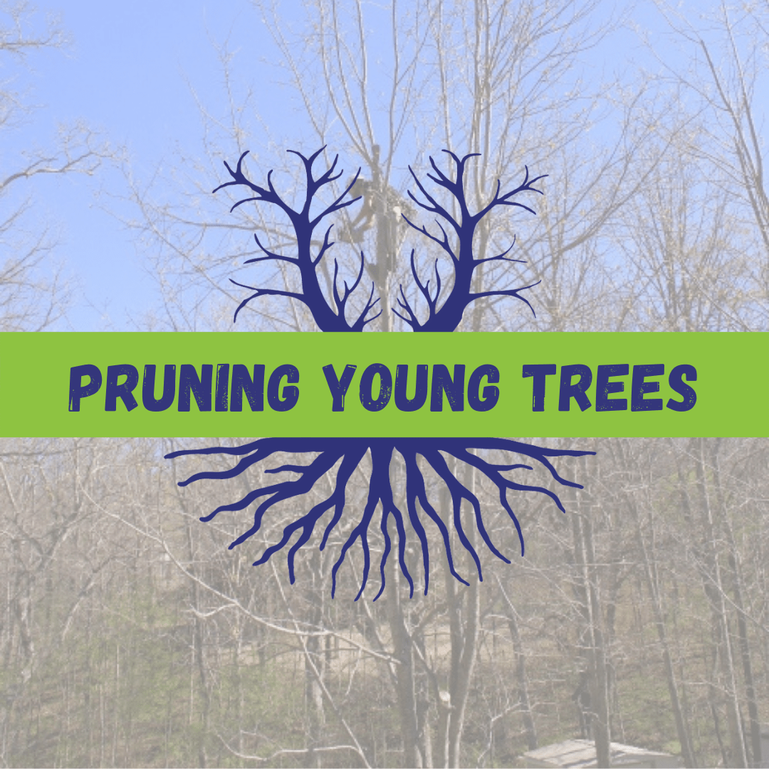 Pruning Young Trees Tree Climbers Tree Services