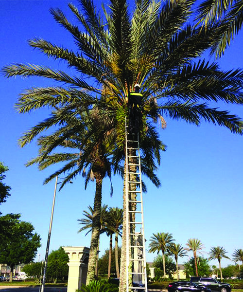 Fast Growing Trees in Florida TREECO Tree Service Jacksonville