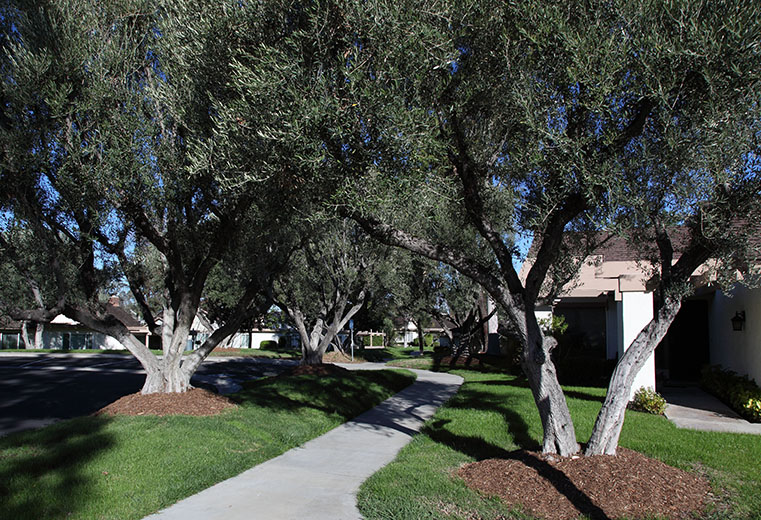 Tree Care Services Treeco Arborist, Inc.