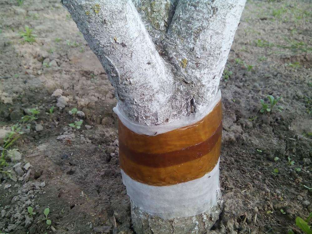 What Causes A Tree Trunk To Split Vertically 2 Ways To Help