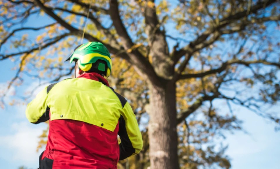 Understanding Arborist Reports for Your Property Tree Doctors Inc.