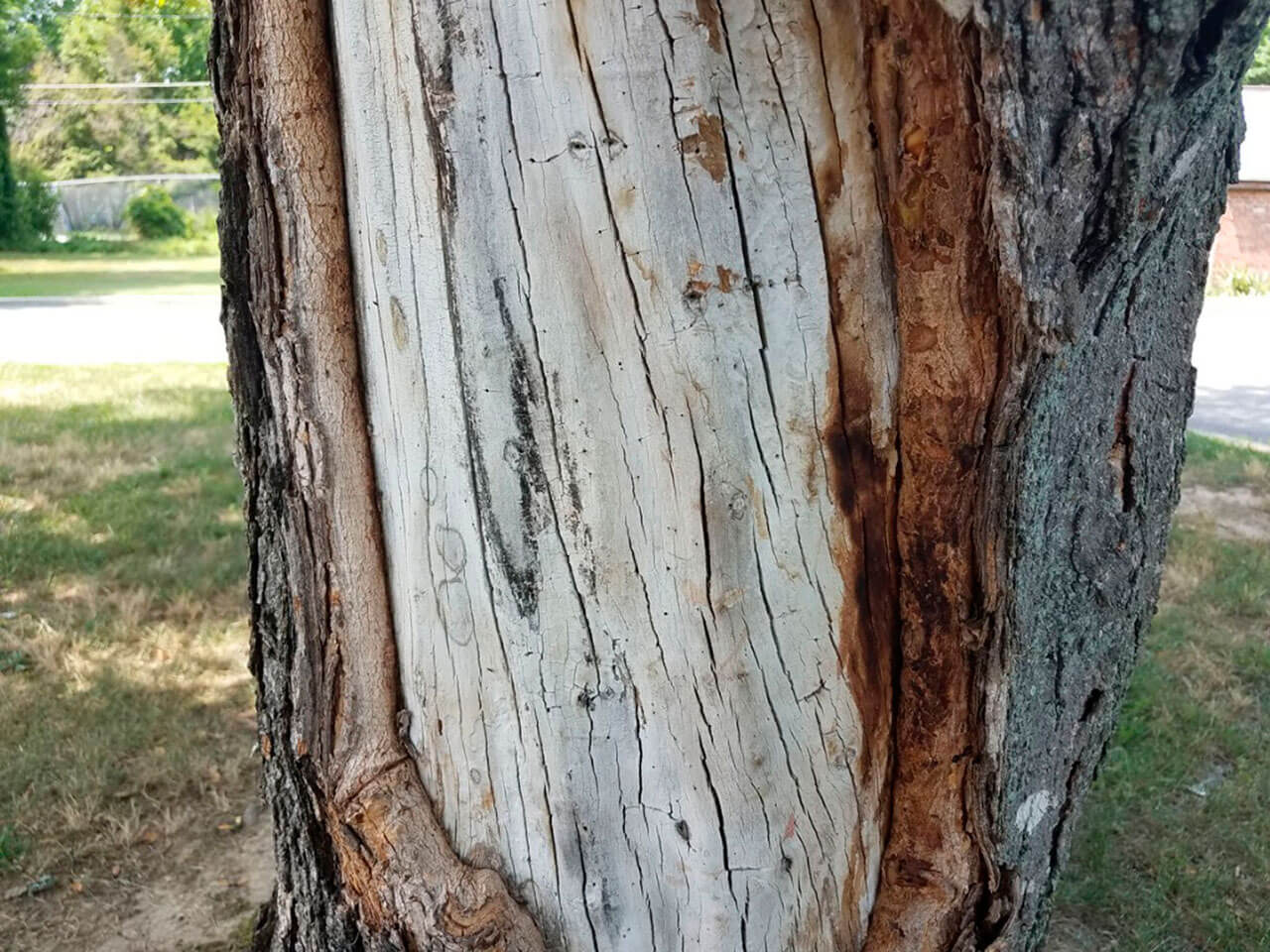 What To Do If Your Tree Is Shedding Bark? Tree Doctors Inc.