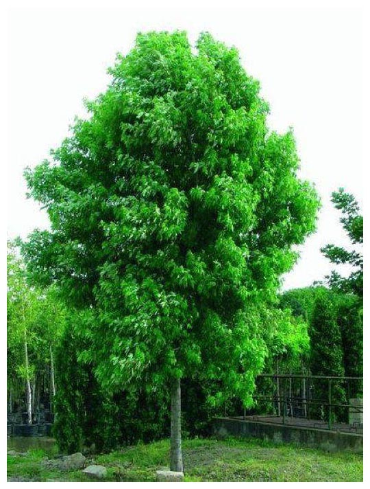 Top 10 Trees to Plant in Toronto