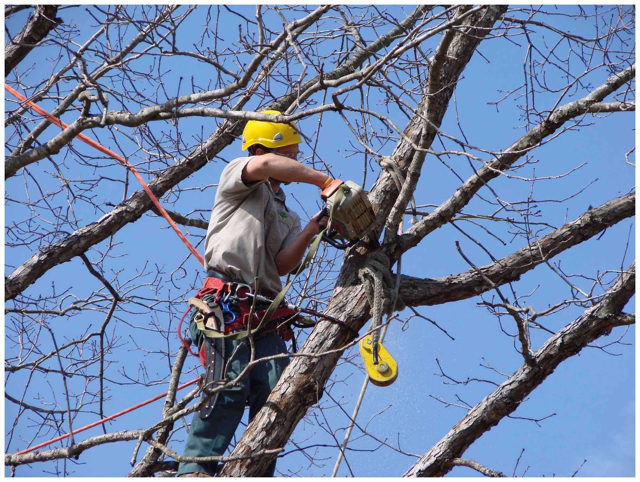 Fall Tree Care Pruning and Trimming in Toronto Tree Doctors Inc.