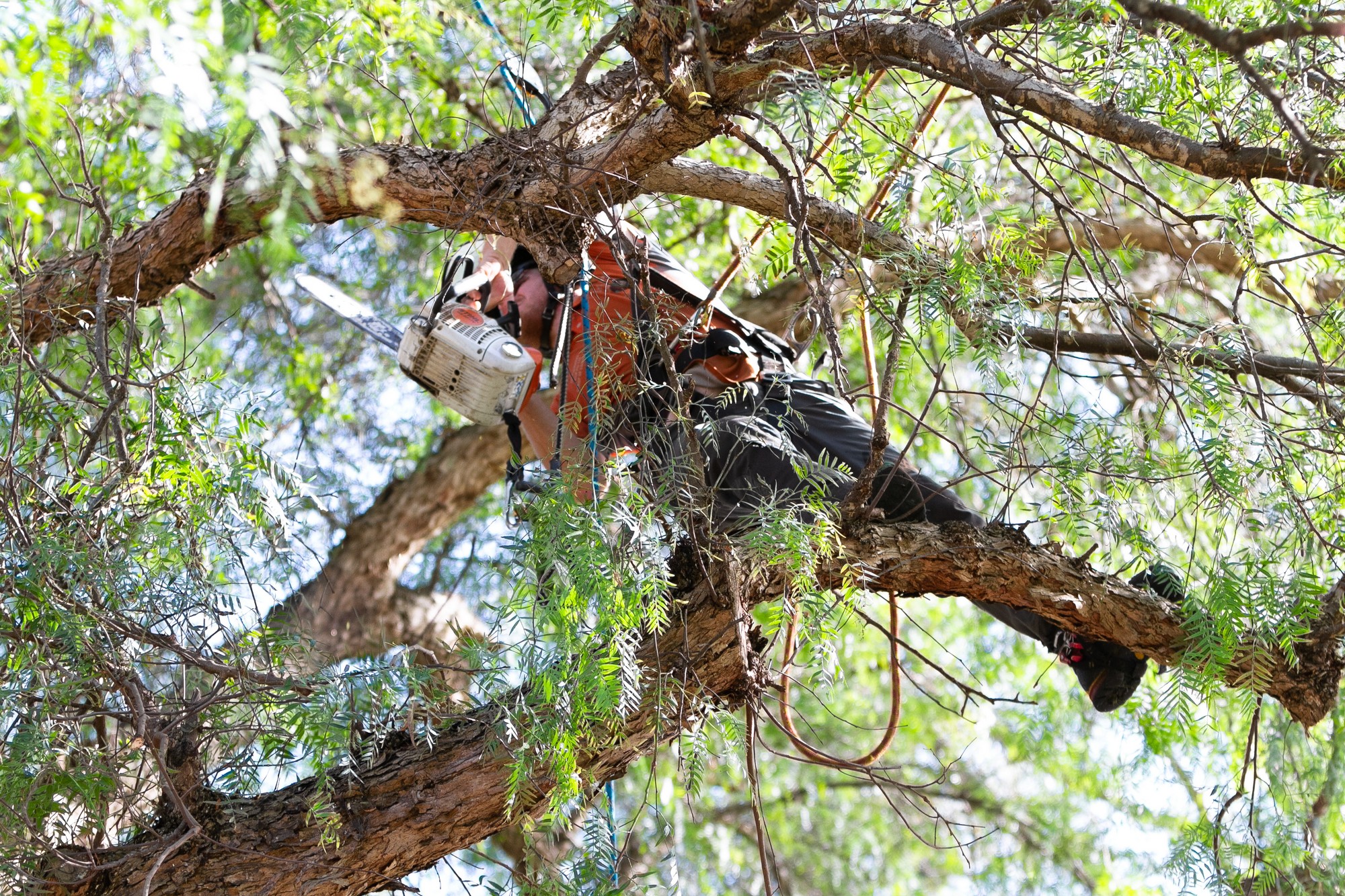 Sydney Arborist Services Tree Surgeon Arborists In Sydney