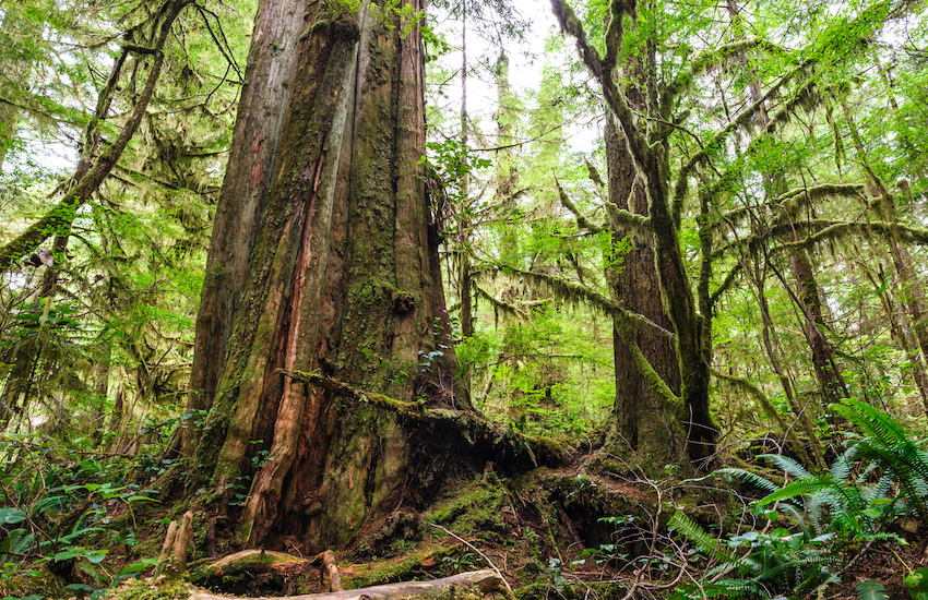 Canada's Famous Forests TreeEra