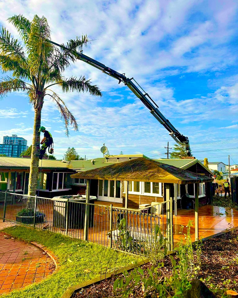 Palm Tree Removal Auckland Tree Removals & Tree Cutters