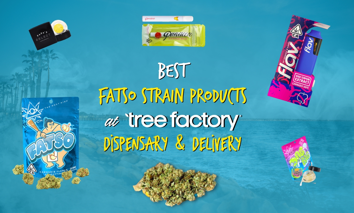 Choosing The Best Fatso Strain Products At Tree Factory Oxnard