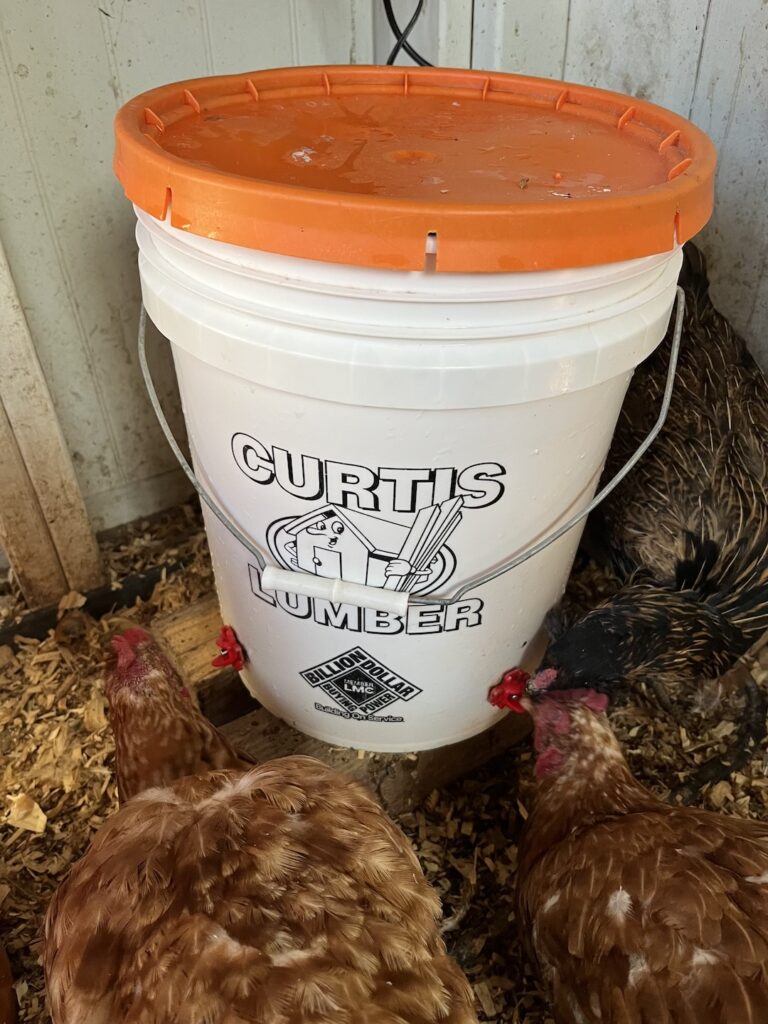 How to Make a DIY Heated Chicken Waterer » Tree Farm Design Co.