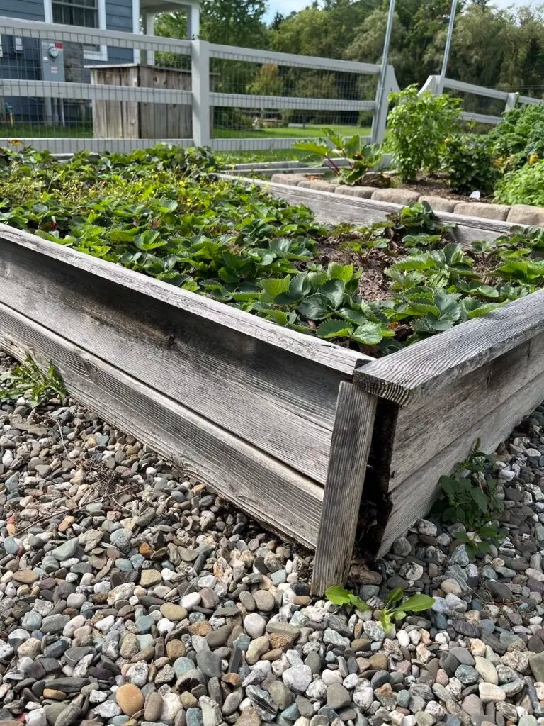 How to Make a Cedar DIY Raised Garden Bed » Tree Farm Design Co.