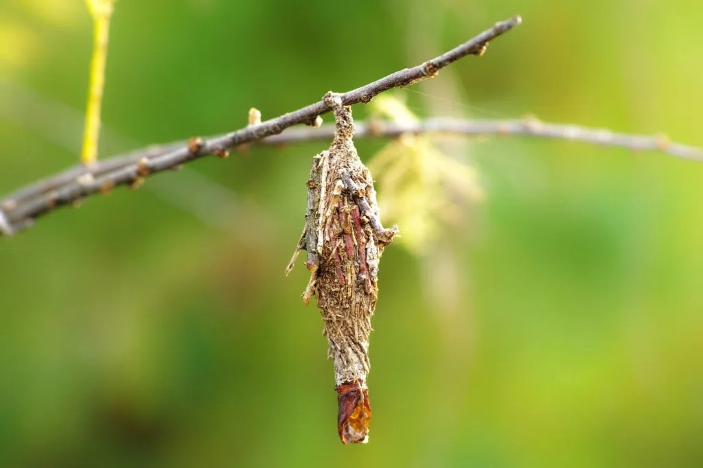 How To Get Rid Of Bagworms