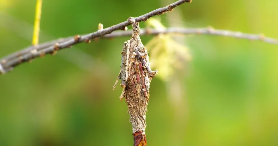 How To Get Rid Of Bagworms [Explained!]