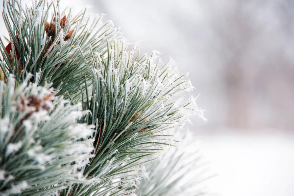 Pine Tree Removal Cost