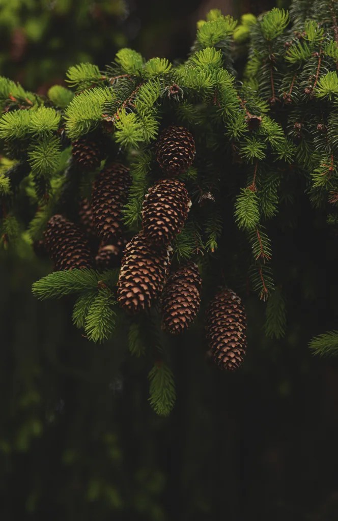 How To Grow Pine Tree From Cone