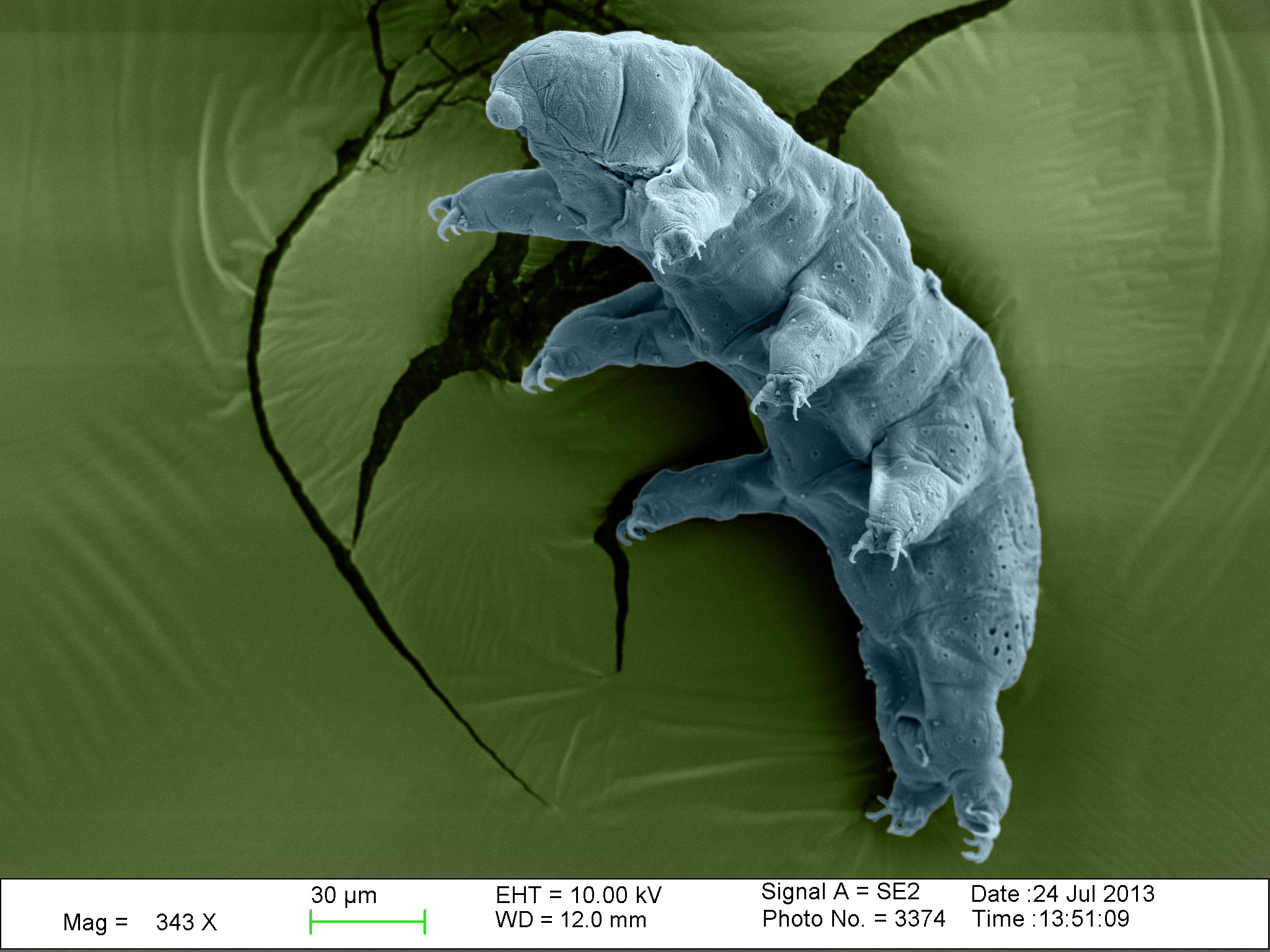 New Species of Water Bear Discovered by NSF REU Canopy Explorers TREE