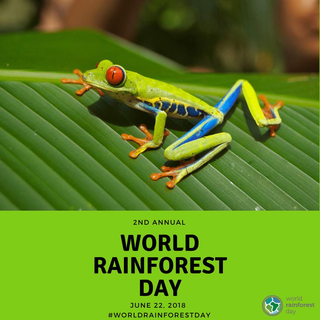 World Rainforest Day is June 22nd TREE Foundation