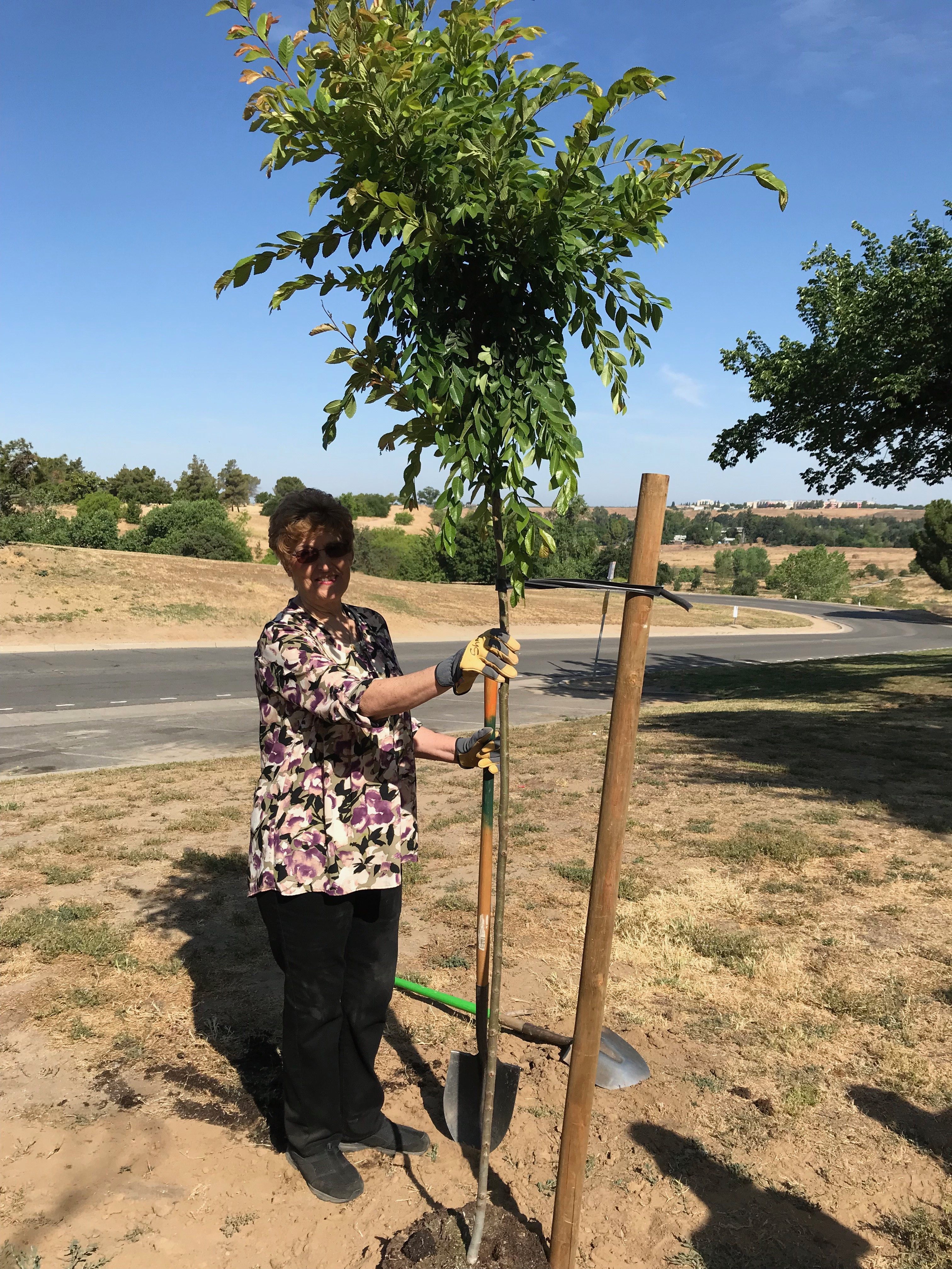 Tribute Trees Tree Fresno
