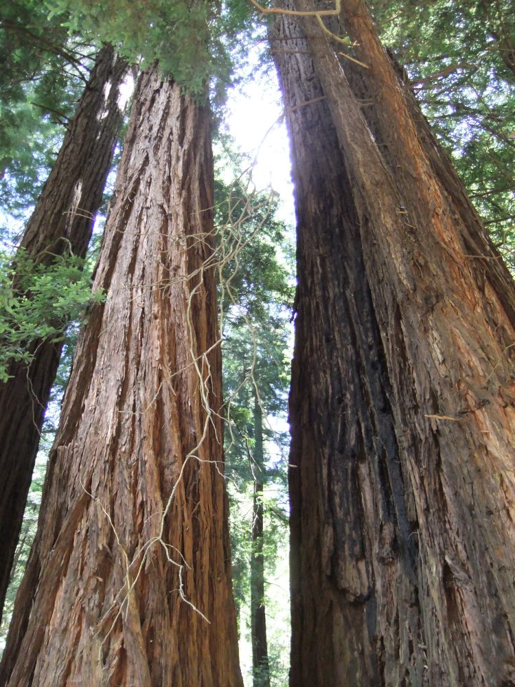 O redwood tree, o redwood tree, can tree save thee? Tree