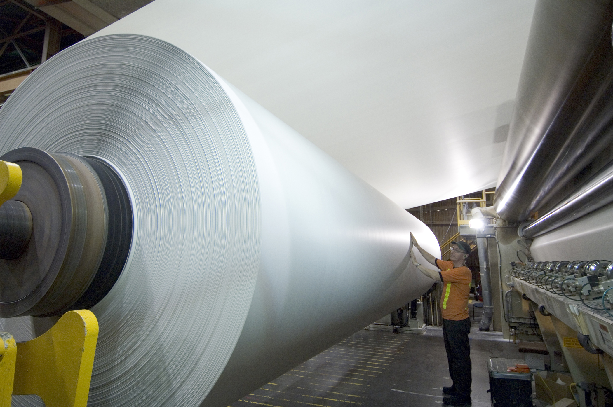 Officials Paper mill worker dead from fungal infection Tree Frog