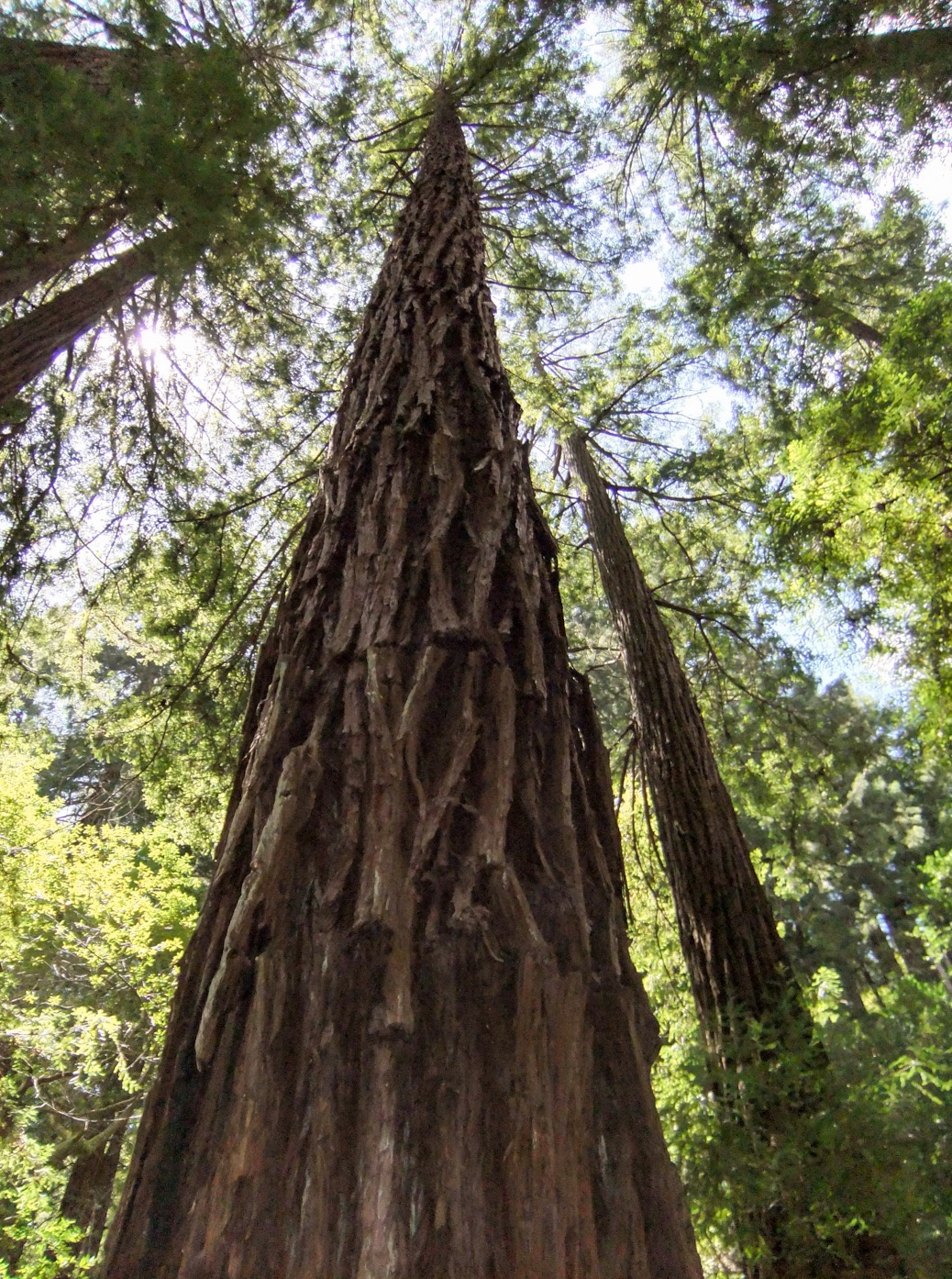Portland filmmakers document treesitting activists’ fight to protect
