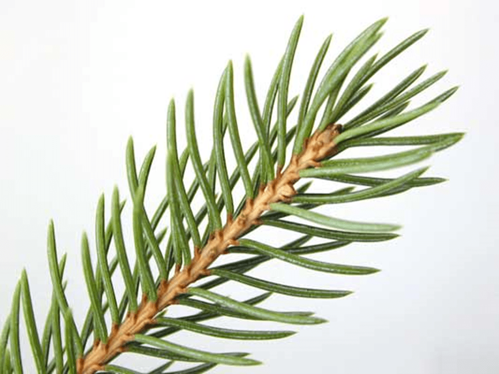 Tree Frontiers What Tree Common Holly Tree