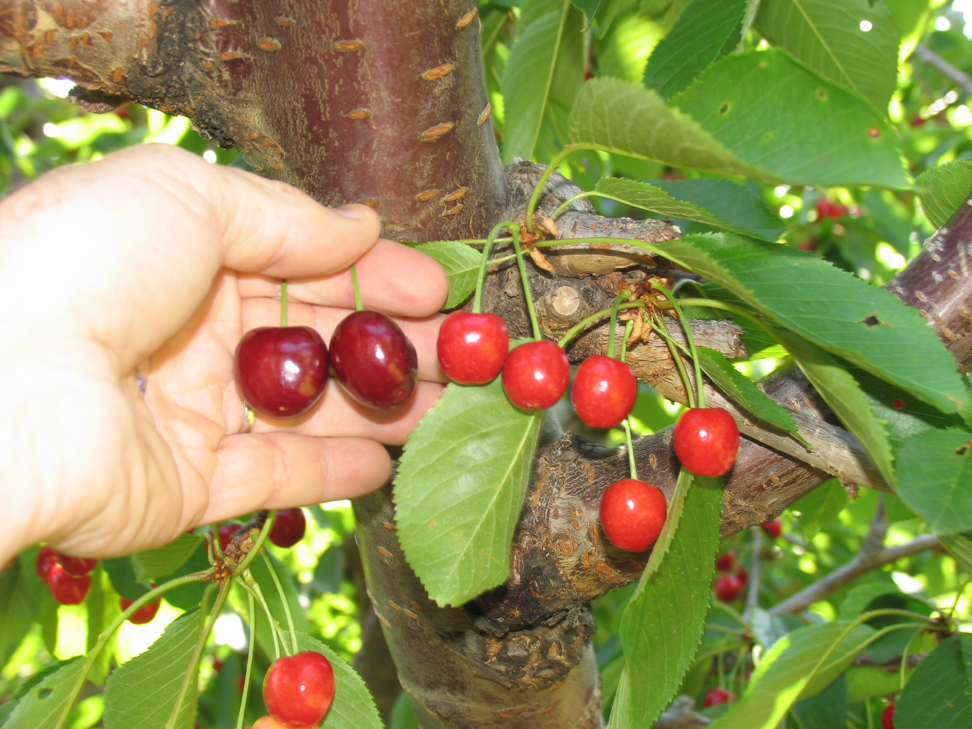 Little Cherry Disease WSU Tree Fruit Washington State University Little Cherry Disease WSU Tree Fruit Washington State University