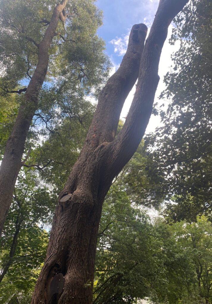 Tree Preservation and Habitat Creation Tree FX