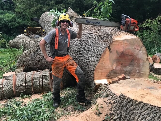 Why is tree removal so expensive in the country? [Learn More]