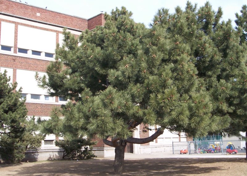 Red Pine Pine Family Evergreen Tree in Hamilton Ontario, Canada