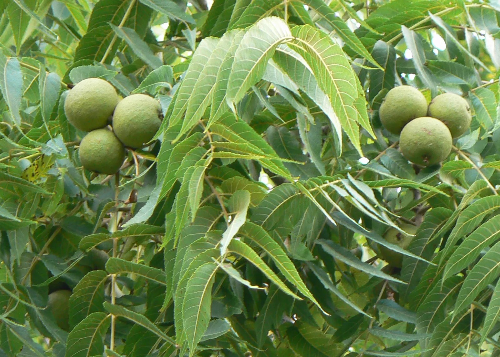 Black Walnut Tree Value Calculator Treeier