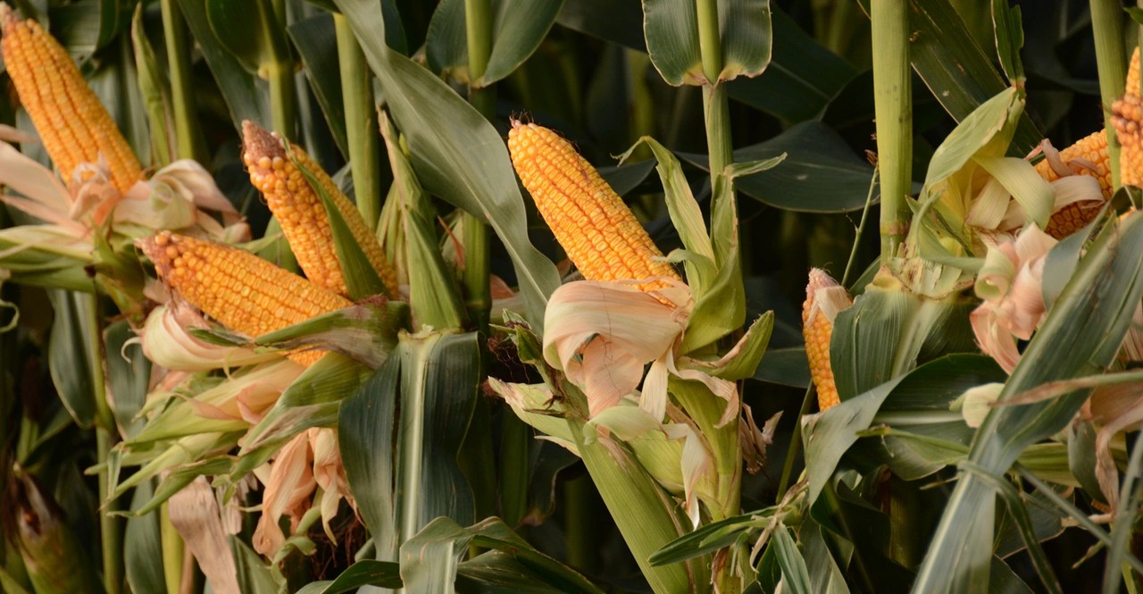 Corn Yield Calculator Treeier