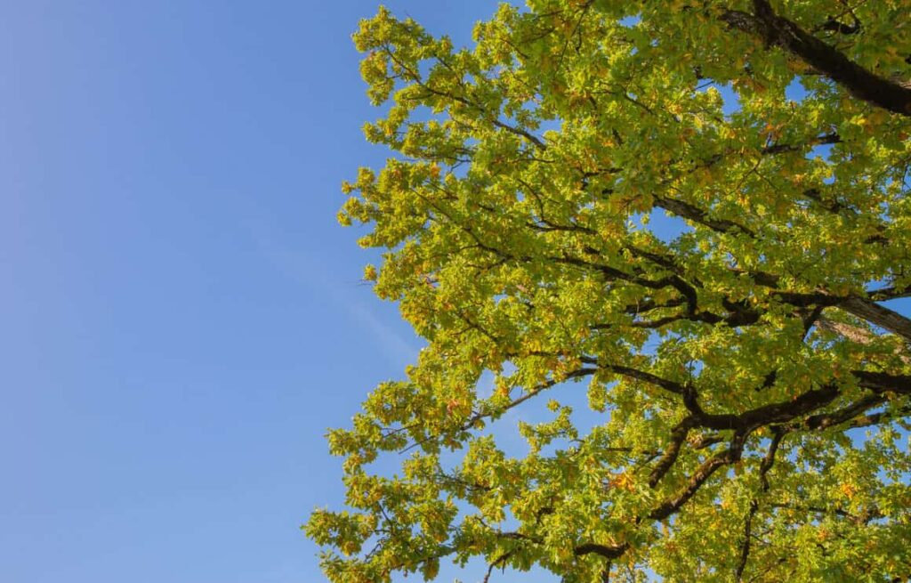 Top 8 How Far Apart To Plant Oak Trees