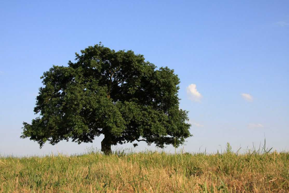 3 Best Oak Tree Fertilizers (and How to Use Them) Tree Journey