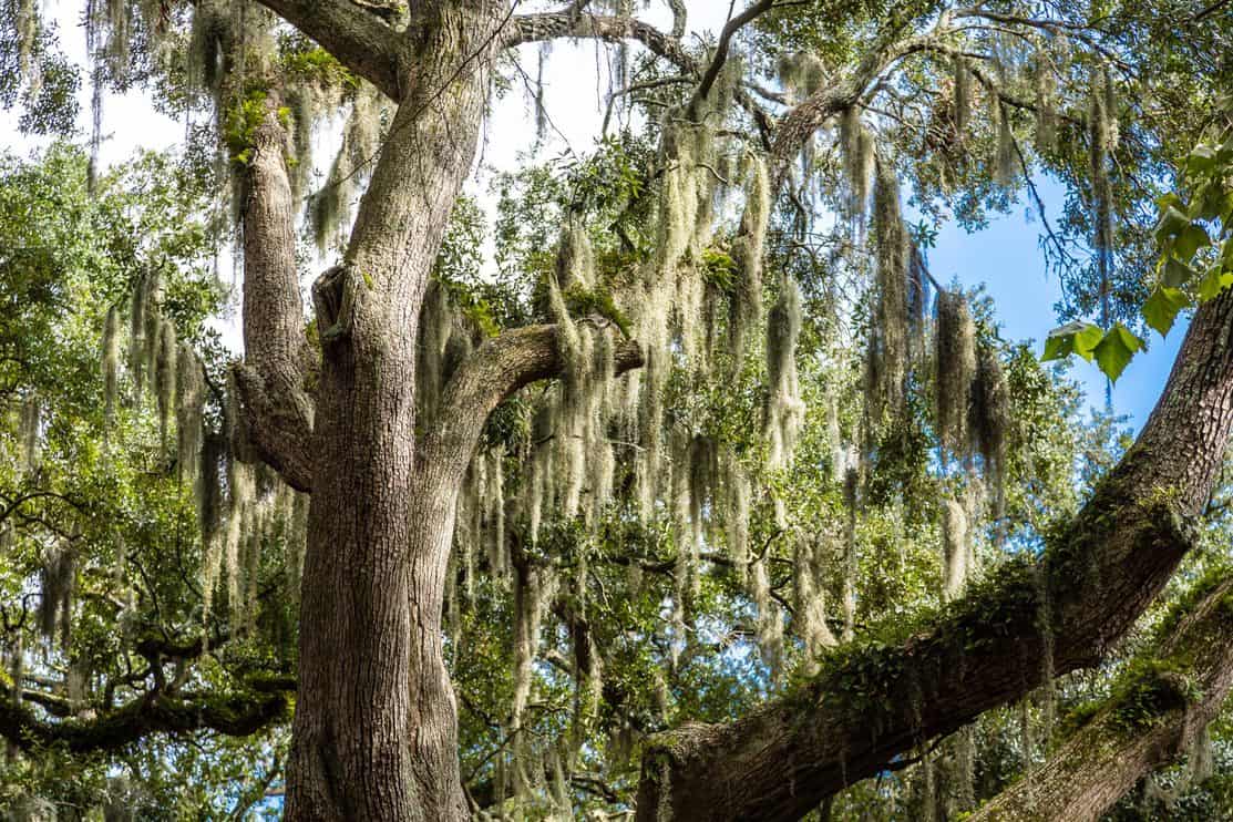 Moss on Your Oak Tree Identification and Removal Guide Tree Journey