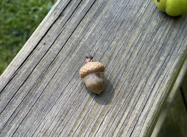 How Long Does It Take to Grow an Oak Tree? Full Timeline Tree Journey