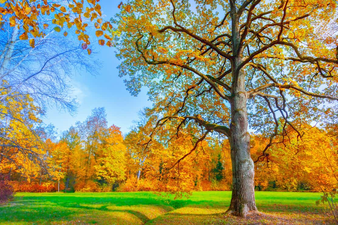 How Much Sunlight Do Oak Trees Need? 4 Planting Tips Tree Journey