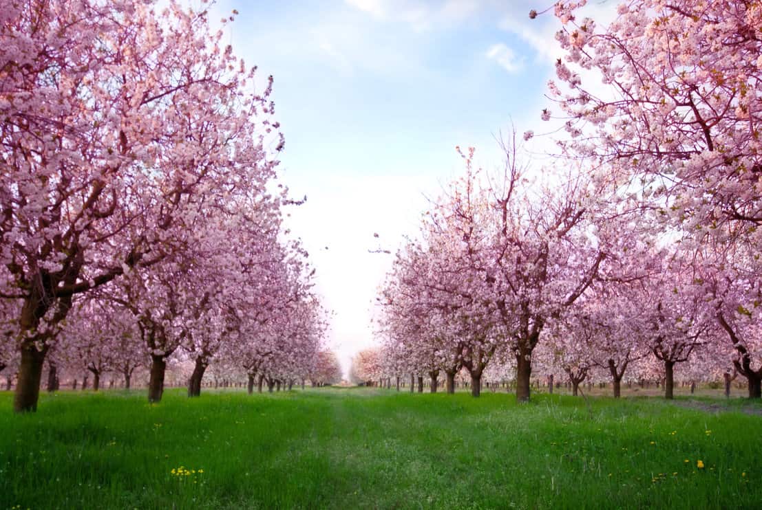 Do Cherry Blossom Trees Smell? 9 Cherry Blossom Facts Tree Journey