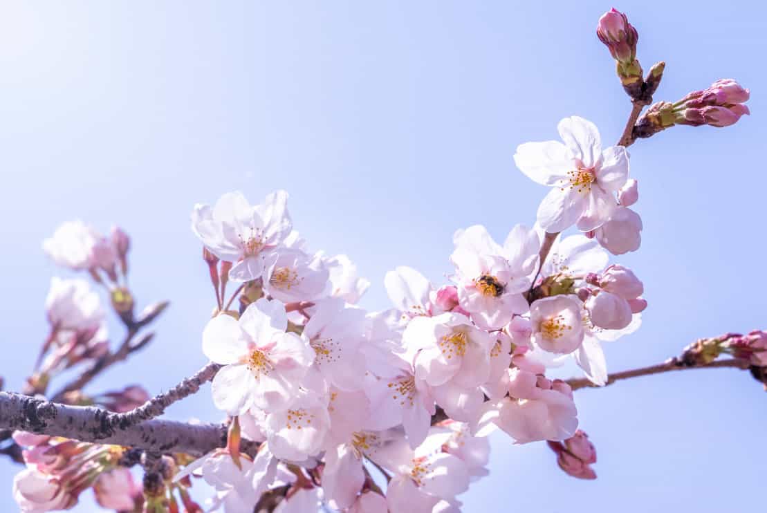 Do Cherry Blossom Trees Smell? 9 Cherry Blossom Facts Tree Journey