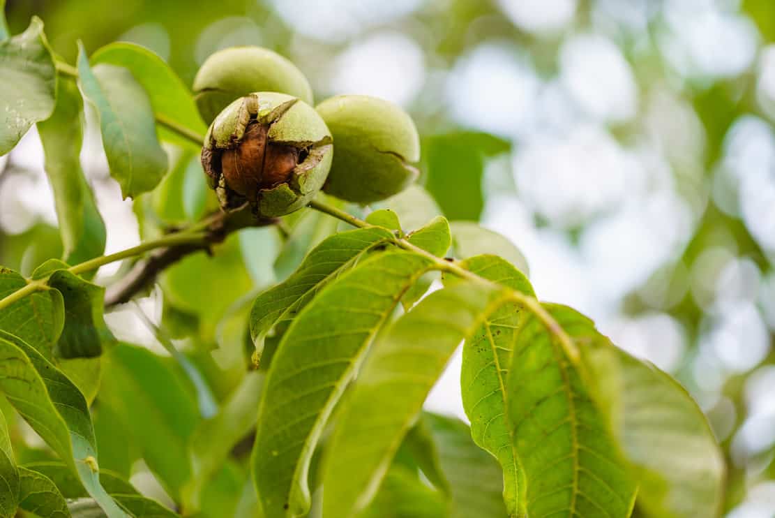 4 Hardest Nuts To Grow (And How To Plant Them) Tree Journey