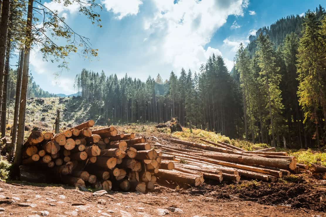 6 Reasons Why People Cut Down Trees (Deforestation Guide) Tree Journey